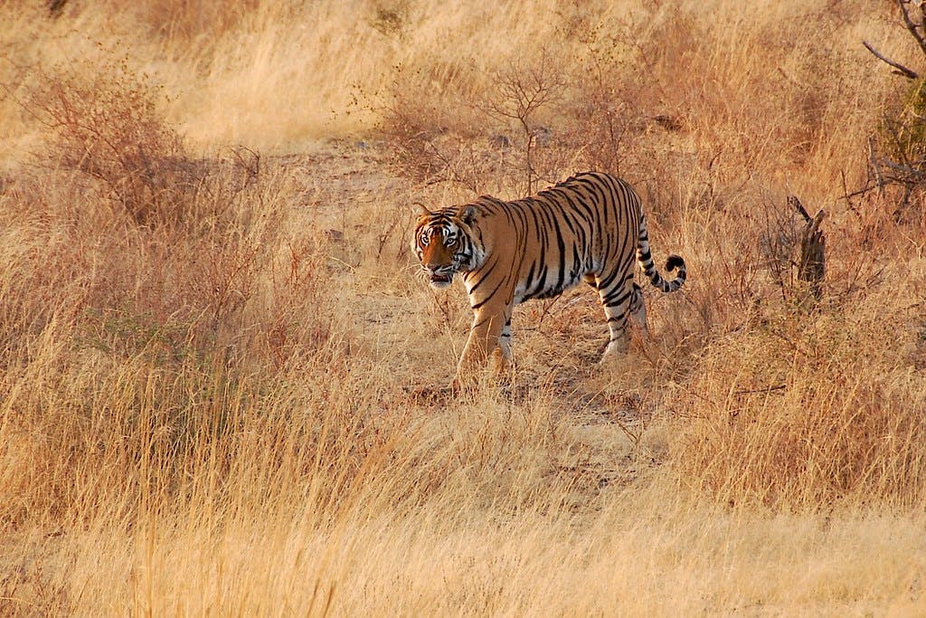 Peak Season – October to MarchÂ